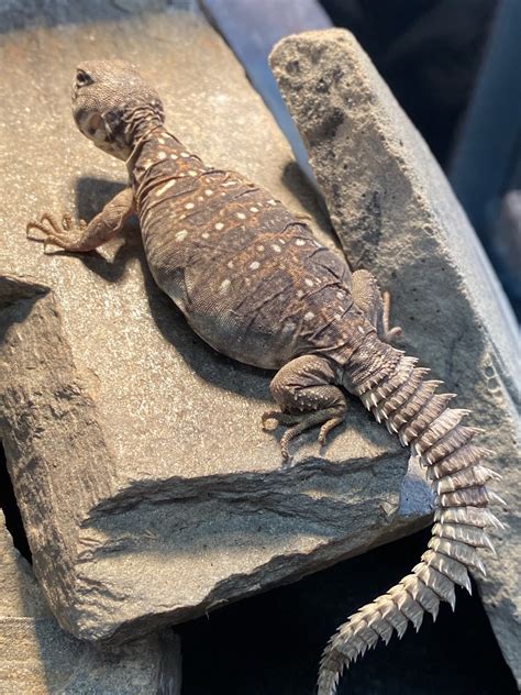 <b>Ocellated Uromastyx (Captive Bred) Other Lizard</b> Baby/Juvenile Squamata US$300. . Uromastyx for sale captive bred
